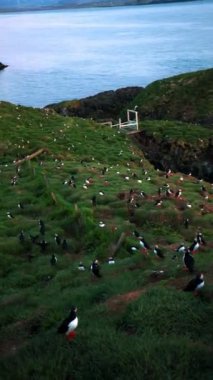 Canlı bir martı kolonisi İzlanda 'da çimenli bir uçurumda yaşar. Kuzey Atlantik Okyanusu ve karla kaplı dağlar dramatik bir zemin oluşturur..