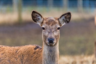 Bir geyik doğrudan kameraya, tetikte kulaklarına ve odak noktasında yumuşak kahverengi kürküne bakar. Bulanık arkaplan sessiz tonları ve dikey yapıları içerir.