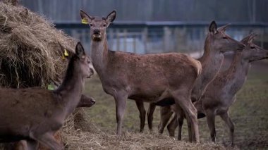 Bir grup geyik, bazıları sarı kulaklıklı, çitli bir alanda saman yığınının yanında duruyor. Çıplak ağaçlar ve bulutlu gökyüzü daha soğuk bir mevsim olduğunu gösteriyor..