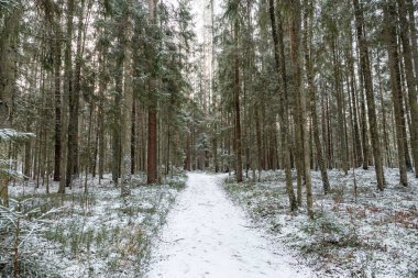 Kıvrımlı, karla kaplı bir patika, uzun, yeşil ağaçların arasından geçer ve içinden ışık süzülür. Yoldaki ayak izleri son zamanlarda yapılan insan faaliyetlerini gösteriyor..