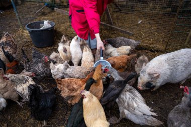 A person in a red jacket feeds chickens of various breeds and a pig in a straw covered farm enclosure with a wire fence and a black bucket. clipart