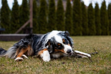 Bir Avustralya çoban köpeği çimenli bir çimenlikte uzanıyor, bir sopa çiğniyor. Uzun yeşil ağaçlar, solunda ahşap bir yapı bulunan doğal bir sınır oluşturur..
