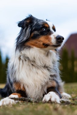 Çok renkli kürklü bir Avustralya çoban köpeği uzun çalıların yanında otların üzerinde dinlenir. Arka planda bulanık bir özel ev görünüyor.