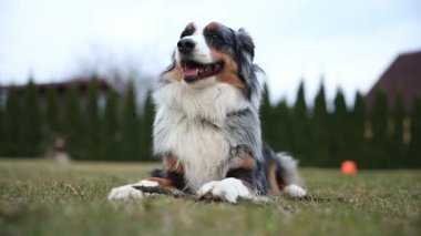 Çok renkli kürklü bir Avustralya çoban köpeği uzun çalıların yanında otların üzerinde dinlenir. Arka planda bulanık bir özel ev görünüyor.