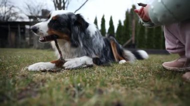 Açık yeşil ceketli ve pembe pantolonlu bir çocuğun yanındaki çimenlerde yatan bir Avustralya çoban köpeği. Arka planda hep yeşil ağaçlar ve kırmızı tuğlalı bir ev var..