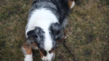Üç renkli ceketli bir Avustralyalı çoban köpeği özel bir bahçedeki kuru çimlerin üzerine uzanmış, ön pençeleriyle oyuncu bir duruş sergiliyor..