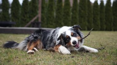 Üç renkli paltolu bir Avustralya çoban köpeği çimenli bir çimenlikte bir sopa çiğniyor. Arka planda hep yeşil ağaçlar ve bir ev çatısı görünür..