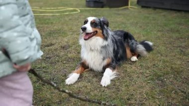 Bir Avustralyalı çoban yeşil ceketli ve elinde sopa tutan pembe pantolonlu bir çocuğu seyrediyor. Evergreen ağaçlar arka bahçede..