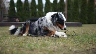 Üç renkli paltolu bir Avustralya çoban köpeği çimenli bir çimenlikte bir sopa çiğniyor. Arka planda hep yeşil ağaçlar ve bir ev çatısı görünür..