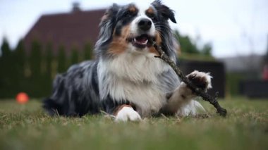 Bir Avustralya çobanı çimenli bir çimenlikte sopa çiğniyor. Arka planda eğimli çatısı ve budanmış çitleri olan özel bir ev görülebilir.