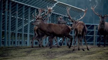 Büyük boynuzlu bir grup geyik metal çerçeve yapıları, muhtemelen güneş panelleri ve arka planda loş ışıklı bir ormanın yanında yürüyor..