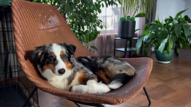 Üç renkli bir köpek, saksı bitkileriyle çevrili örülmüş bir sandalyede uzanıyor. Buna barış zambağı da dahil. Güneş ışığı pencereden süzülür, yerde gölgeler bırakır..