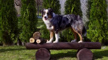 Merle ceket ile bir köpek kütük bir bankta duruyor, uzun yeşil ağaçlar ile çevrili ve bir zincire bağlı çit açık alanda.