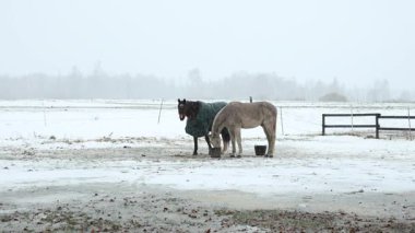 İki at karlı bir tarlada duruyor, birinin üzerinde koyu bir battaniye var. Çırılçıplak ağaçlar arka planda, ve ahşap bir çit sağ tarafta bulutlu bir gökyüzünün altında uzanır..