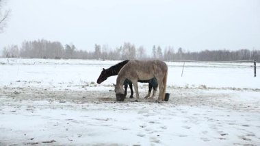 İki at karla kaplı bir tarlada kovalardan yemek yiyor. Çıplak ağaçlar bulutlu bir gökyüzünün altındaki arka planda soğuk, kış atmosferi oluşturur..