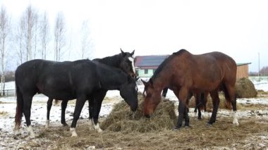 Bir grup at karlı bir tarlada saman yığınının etrafında duruyor. Arka planda kırsal bir ahır ve çıplak ağaçlar görülebilir, kırsal bir kış manzarası yaratıyor..
