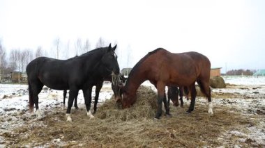 Koyu renk paltolu bir grup at, karlı bir tarlada samanların etrafında toplanıyor. Çıplak ağaçlar ve uzak ambarlar bulutlu bir gökyüzü altında kırsal bir ortam olduğunu gösteriyor..
