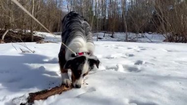 Tasmalı bir köpek, karlı bir bölgede bir parça odun koklar. Yapraksız ağaçlar arka planı oluşturur, ve güneş ışığı gölgeleri oluşturur, köpeğin kürkünü aydınlatır.