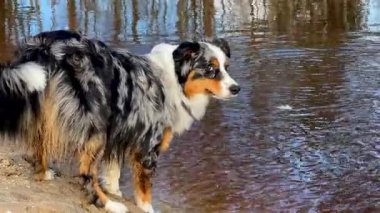 Merle ceketli bir köpek su kenarında durur, yansıması görülebilir. Arka plandaki çıplak ağaçlar sonbaharın sonları ya da ilkbaharın başları için.