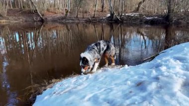 Siyah, beyaz ve kahverengi paltolu bir köpek karlı bir nehir kıyısını keşfeder. Çırılçıplak ağaçlar durgun suları yansıtırlar. Bu da kış veya ilkbahar aylarını gösterir..