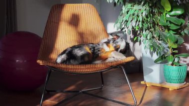 Üç renkli bir köpek, güneş ışığında, mavi bir tencerede, büyük yapraklı bir bitkinin yanında, örülmüş bir sandalyenin üzerinde dinlenir. Ahşap zemine dayalı pembe bir egzersiz topu görünür..