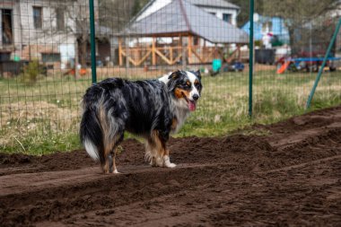 Siyah, beyaz ve kahverengi bir köpek tel örgülerin yanındaki toprak bir yolda duruyor. Çatı katlı evler, mavi bir fıçı ve oyun alanı ekipmanları görülebilir durumda..