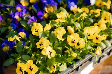 Canlı sarı ve mor hanım evlatları güneş ışığı altında tepsilerde dizilmiş, arka planda çiçek tepsileri var..