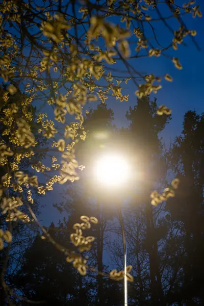 Işıldayan bir sokak lambası, derin mavi bir gökyüzüne karşı uzun, koyu ağaç siluetleri çerçeveli, küçük, açık renkli yapraklarla dallara ışık tutuyor..