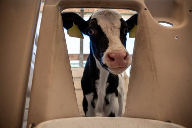 Sarı kulaklıklı genç siyah beyaz bir buzağı, arka planda tahta bir yapı ve üçgen plastik bir muhafaza ile eşleşiyor..