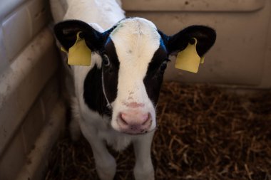 Sarı kulaklıklı siyah-beyaz bir buzağı saman üzerinde açık renkli bir muhafaza içinde duruyor, ilginç ifadesi ve işaretleri dikkat çekiyor..