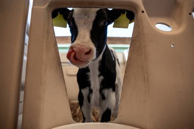 Sarı kulaklıklı genç siyah ve beyaz bir buzağı, içinde saman yatak bulunan plastik bir muhafazadaki üçgen bir açıklıktan çerçeveleniyor..