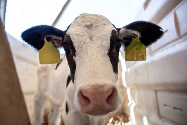 Sarı kulaklıklı siyah beyaz bir buzağı iyi aydınlatılmış bir muhafaza içinde duruyor. Yavrunun pembe burnu ve tuhaf ifadesi öne çıkıyor..