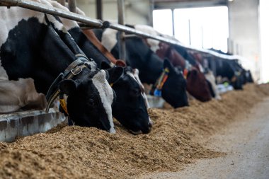 İnekler, iyi aydınlatılmış kapalı bir beslenme alanındaki bir yalaktan yer. Her inek tasma takar ve geniş pencereler organize ortamda doğal ışık sağlar..