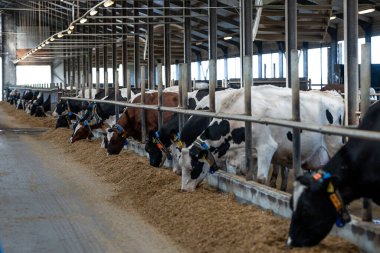 Yüksek eğimli çatısı, metal kirişleri ve büyük pencereleri olan temiz bir ahırın içindeki bir yalakta beslenen bir sürü süt ineği..
