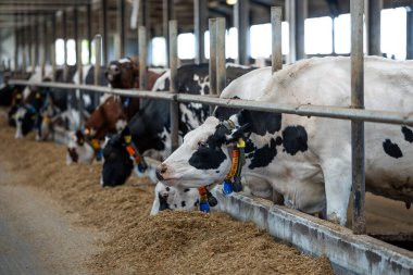 Siyah-beyaz Holstein inekleri. Renkli yakalı inekler. Metal parmaklıklar ve pencerelerden süzülen doğal ışıklarla dolu bir ahırda besleniyorlar..