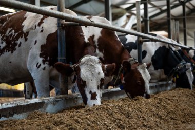 Kahverengi beyaz veya siyah beyaz desenli birkaç inek, metal parmaklıklar ve doğal aydınlatma ile kaplı bir yapıda bir yalaktan beslenir..