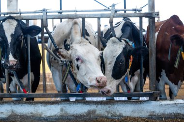 Bir grup süt ineği, siyah beyaz desenli ve kahverengi paltolu metal bariyerlerin arkasında kontrollü bir çiftlik ortamında beton bir üste besleniyor..