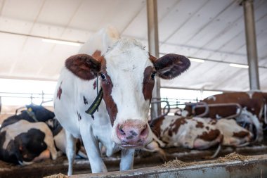 Meraklı bir ifadeye sahip beyaz ve kahverengi bir inek yüksek tavanlı bir ahırda duruyor, metal kirişler, floresan aydınlatma ve diğer dinlenen inekler.