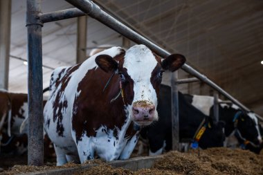 Kulak etiketi ve sensör tasması olan kahverengi ve beyaz bir inek, metal parmaklıkları ve yüksek tavanı olan bir ahırın beslenme alanında duruyor. Diğer inekler yakınlarda besleniyor.