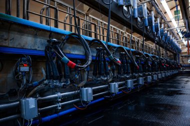 Siyah hortumları, kırmızı aksanları ve iyi aydınlatılmış endüstriyel yapıları olan otomatikleştirilmiş sağma makinelerinin yer aldığı modern bir sağma salonu..