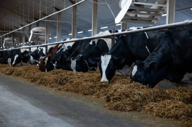 Siyah ve beyaz süt inekleri, yüksek tavanlı, görünür kirişli, askıya alınmış vantilatörlü ve temiz beton zeminli iyi aydınlatılmış bir ahırda saman yiyorlar..