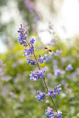 Canlı mor çiçekleri olan çiçekli bir bitki, uçuşun ortasında bir arı bulunan yakından çekiliyor. Bulanık yeşil çevre odağı artırır.