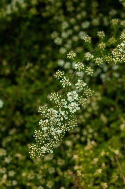 İnce yeşil saplı küçük kümeler halinde narin beyaz çiçekler açar. Karmaşık detaylar bulanık yeşil arkaplan üzerine vurgulanır..