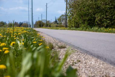 Asfaltlı bir yol, sarı karahindiba ve çakıllı bir omuzla çevrili olan mesafeye kadar uzanır. Yol boyunca yeşil ağaçlarla çevrili elektrik direkleri var..