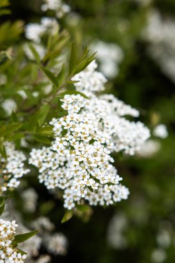 Sarı merkezli küçük beyaz çiçekler yoğun bir şekilde yeşil yapraklarla çevrilidir. Ön plan keskin bir odak noktasında, yumuşak bulanık bir arka planı var..