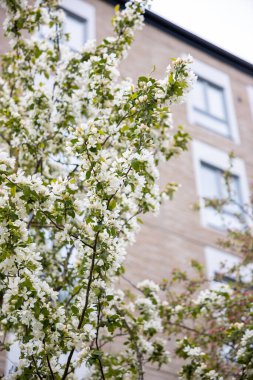 Ağaç dallarındaki beyaz çiçekler ön planda, çok katlı tuğla bir bina ve arka planda görünen dikdörtgen pencerelerle doludur..
