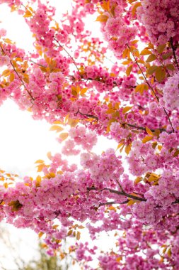 Çiçek açan bir ağacın dalları güneş ışığı içinden süzülürken canlı pembe çiçekler sergiliyor, yaprakları ve yaprakların ılık tonlarını vurguluyor..