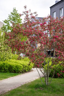 Pembe çiçekli canlı bir ağaç, yeşil çalılar ve çimlerle çevrili asfalt bir yolun yanında duruyor..