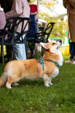 Yeşil koşumlu bir Corgi çimlerin üzerinde duruyor, yukarıya bakıyor. Yakınlarda, insanlar bulanık yapraklı açık hava ortamında bir gölgeliğin altında siyah sandalyelerde oturuyorlar..