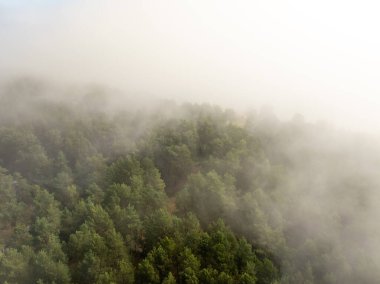 Yoğun ağaçlarla kaplı sisli bir orman. Yeşil tepeleri sisle yumuşamış. Dağınık ışık puslu ve atmosferik bir sahne yaratır.